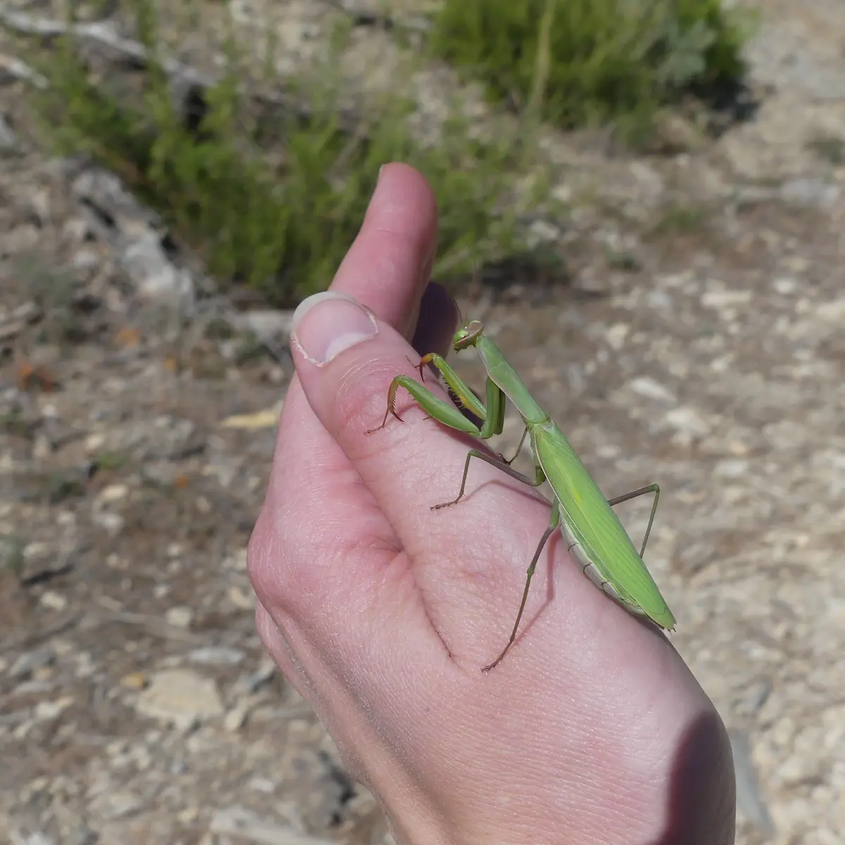 Savante Nature : Balade Nature sur les insectes à Cadenet_Cadenet