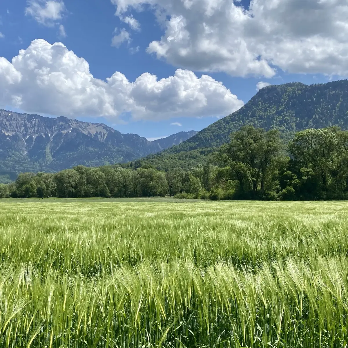 Champ de Blé Giez