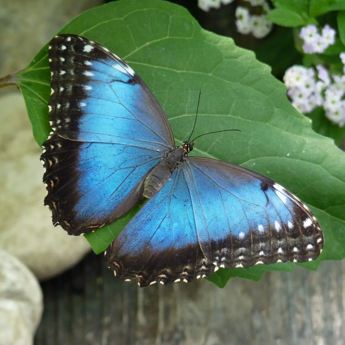 Morphos