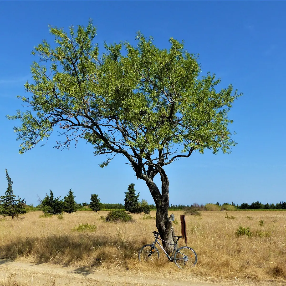 À l'ombre d'un amandier