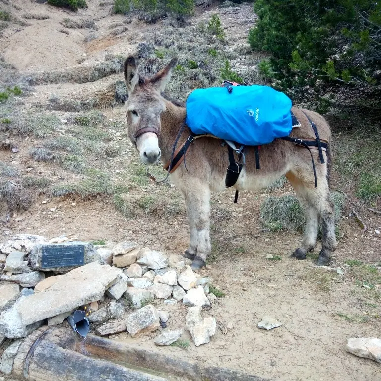 Sortie Nature Âne et Montagne en Famille, Alpes Cheval