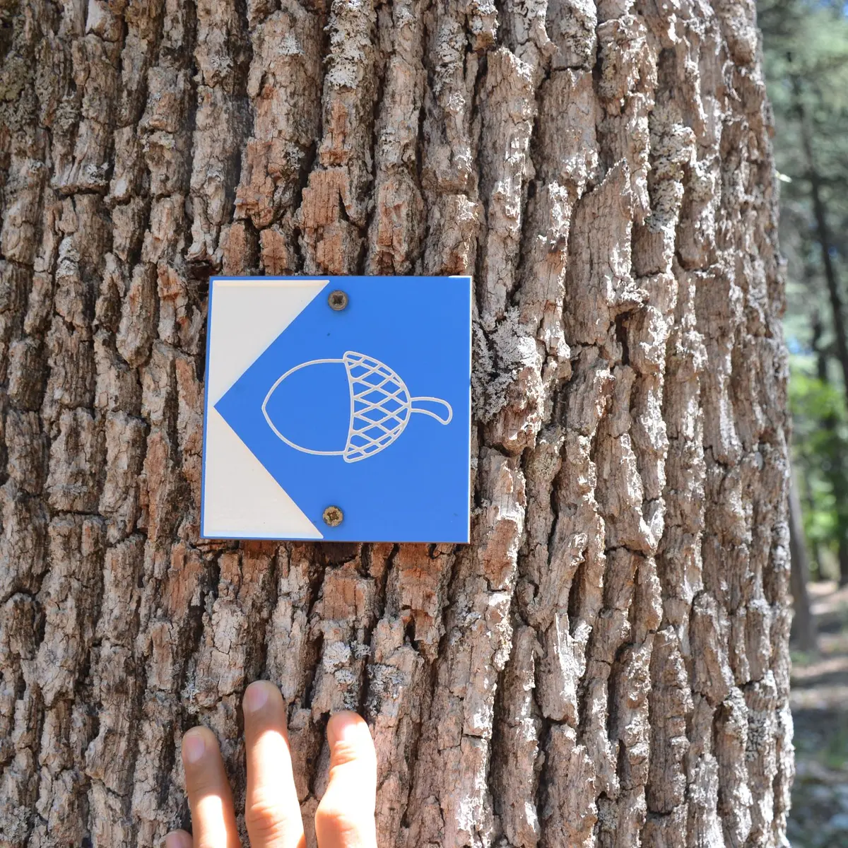 Balisage graine bleue