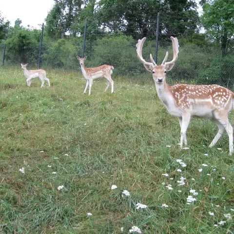 Parc animalier du Creuset - Daims