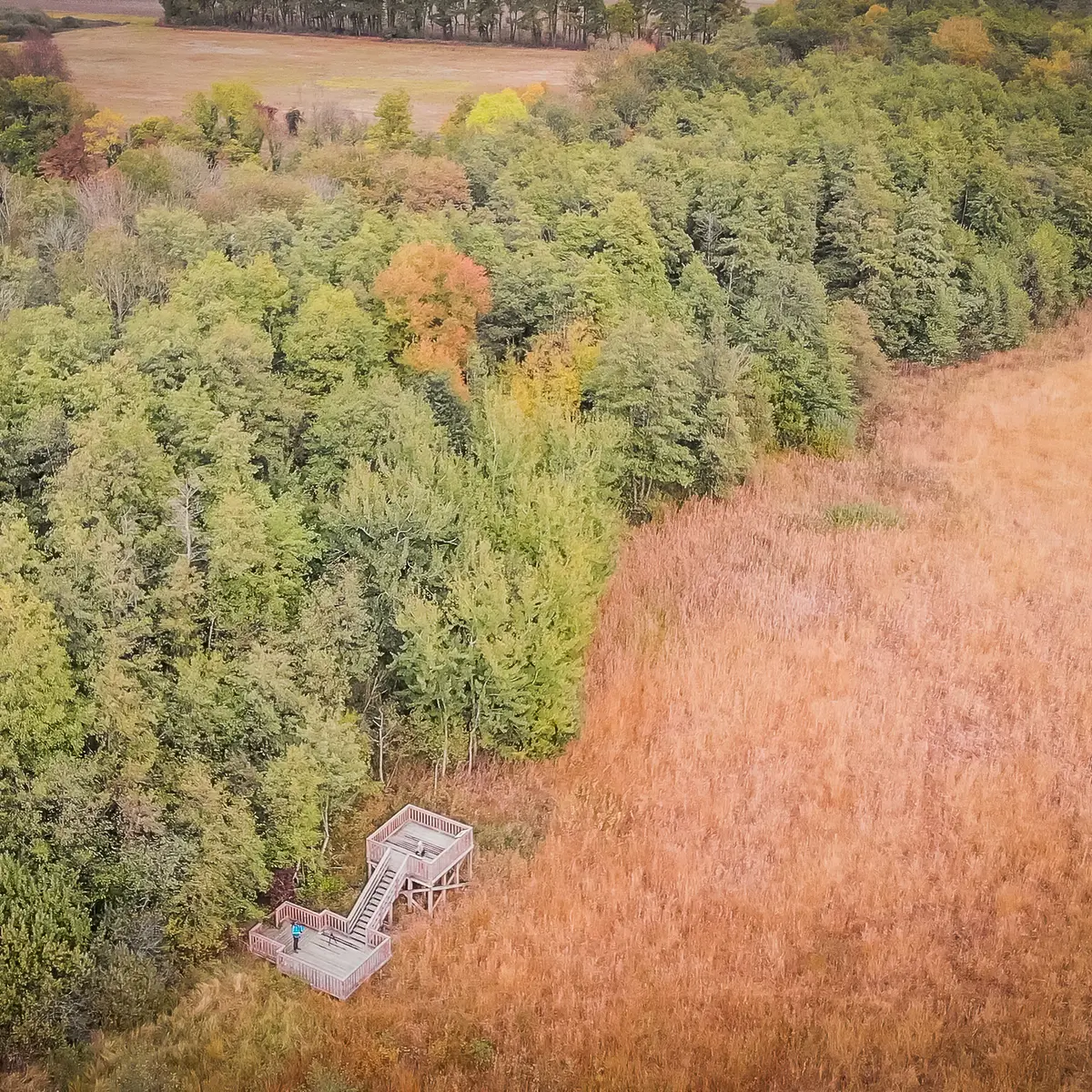 Marais des BIdonnes et son observatoire vu du ciel
