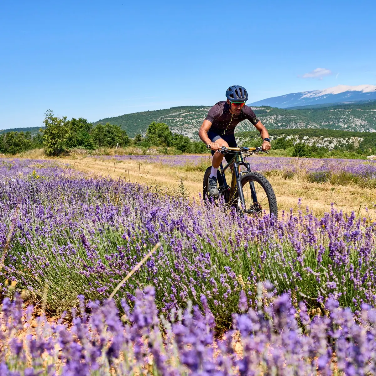 Lavandins et Mont-Ventoux