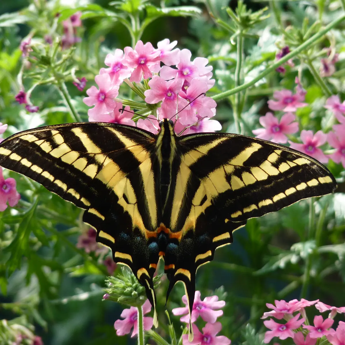 Papillon