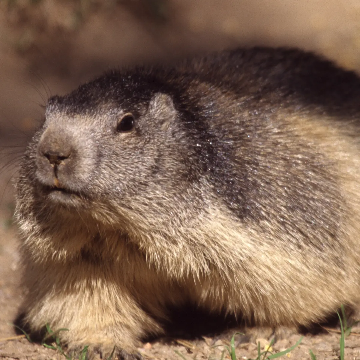 marmottes