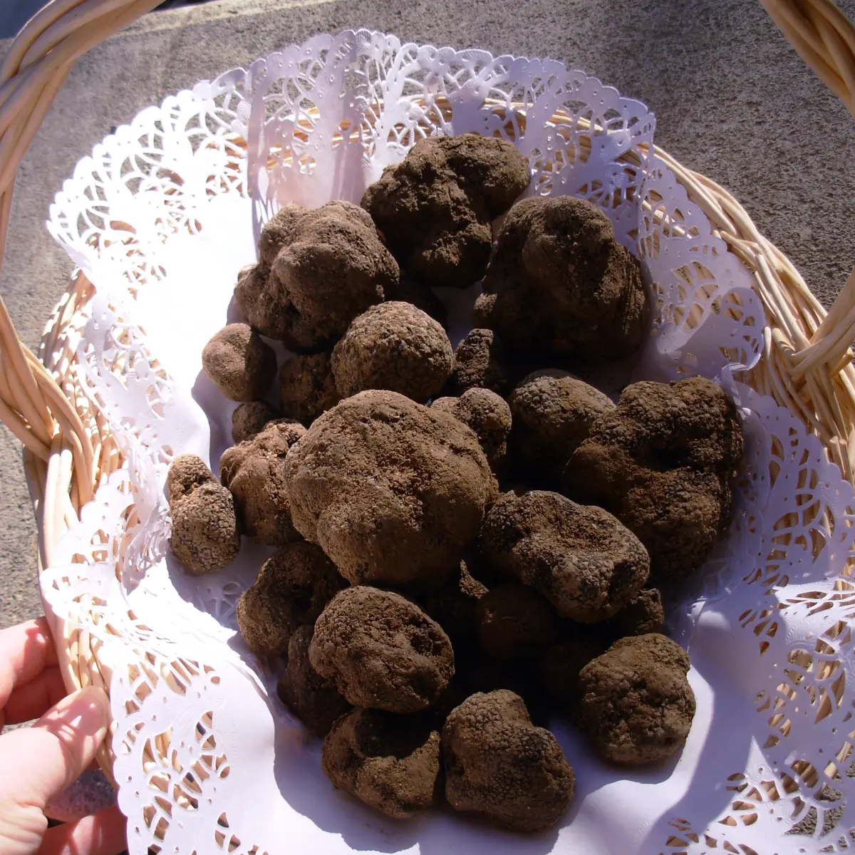 Truffes