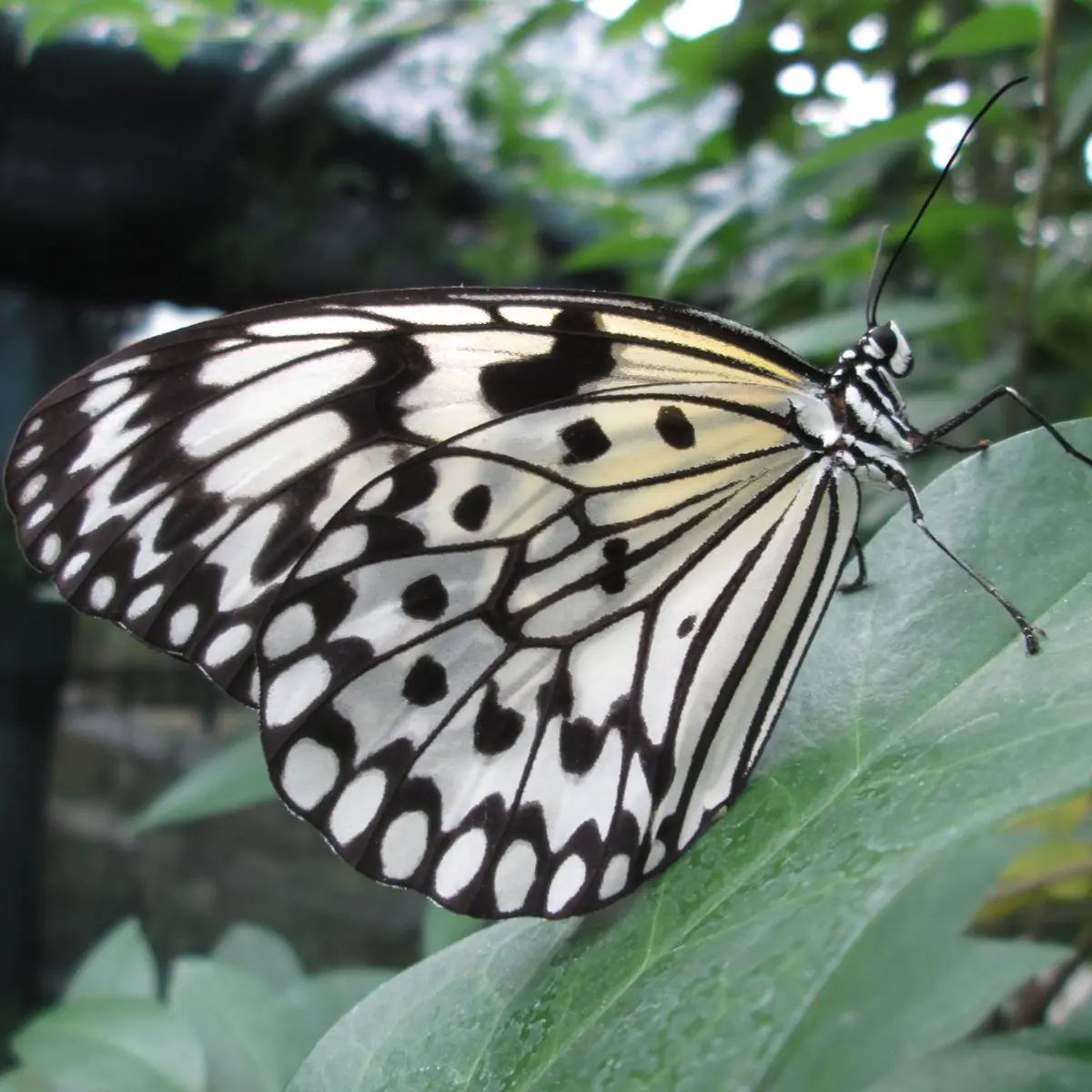Papillon 2