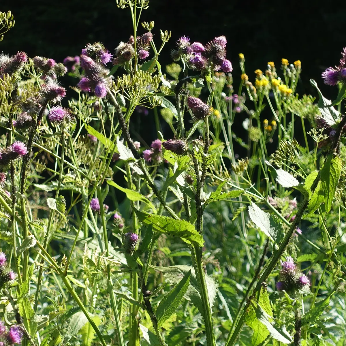 Fleurs de montagne