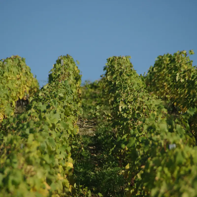 Exploitation - vignes