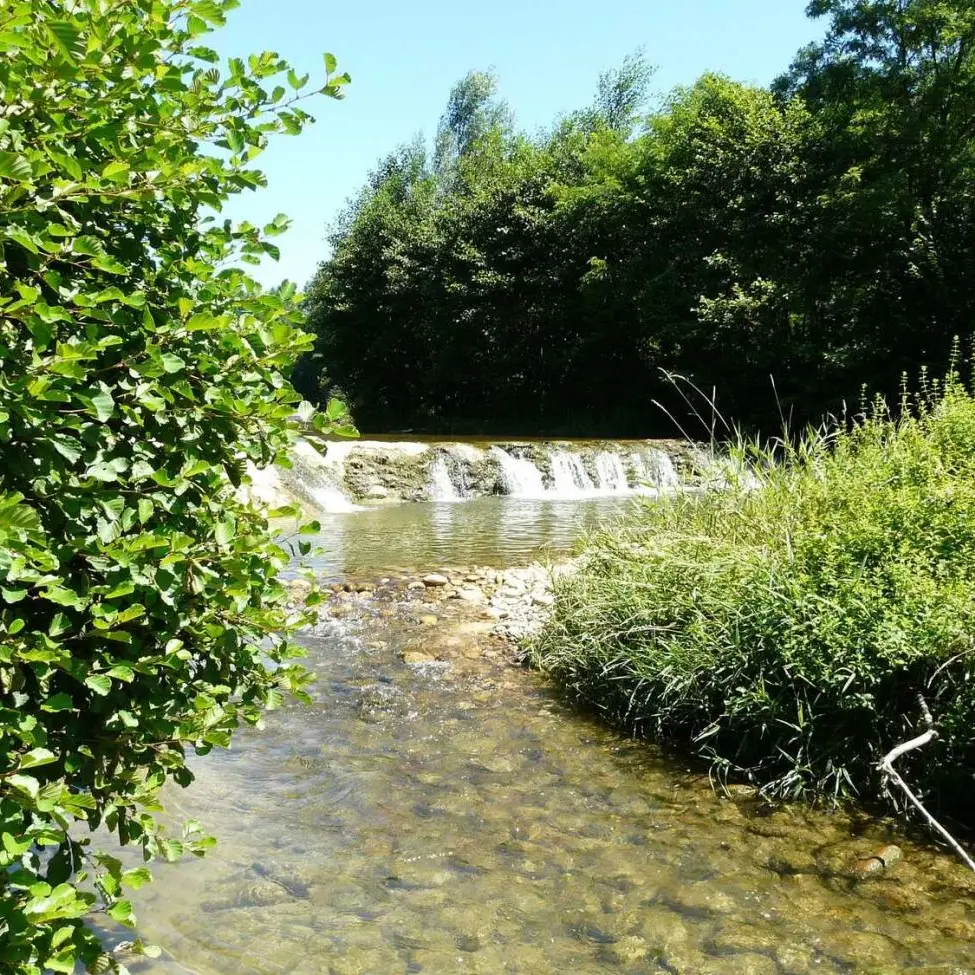 Forêt de Mantaille