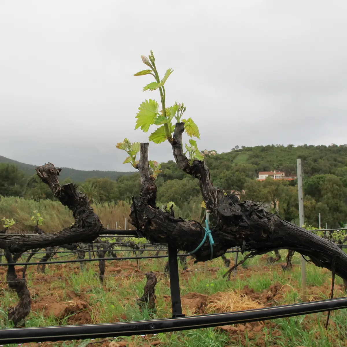 La pousse de la vigne