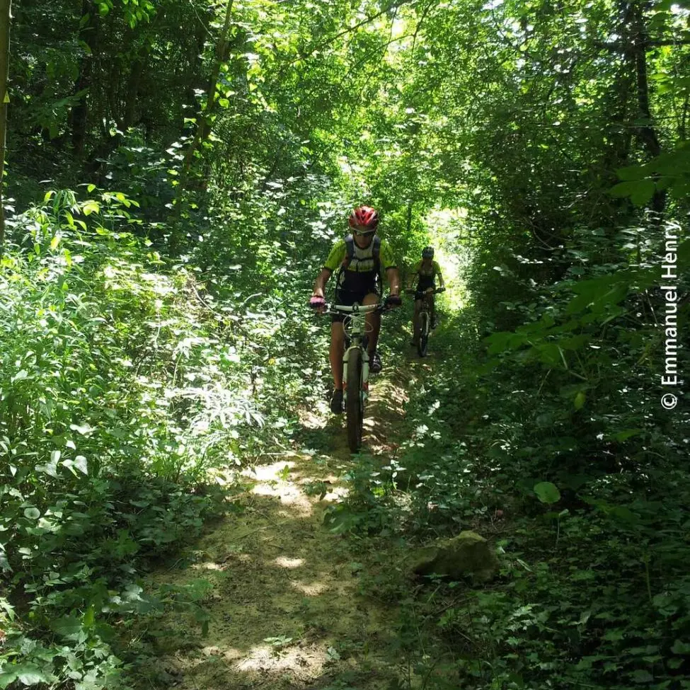 Forêt de Mantaille