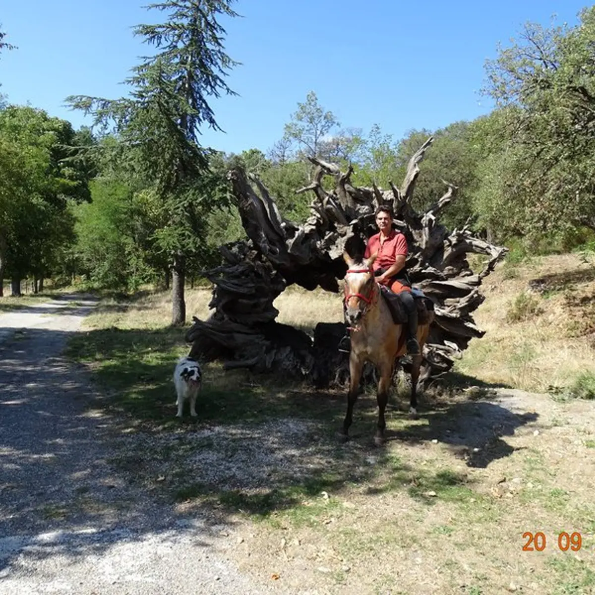 La souche de châtaignier de Madame de Sévigné