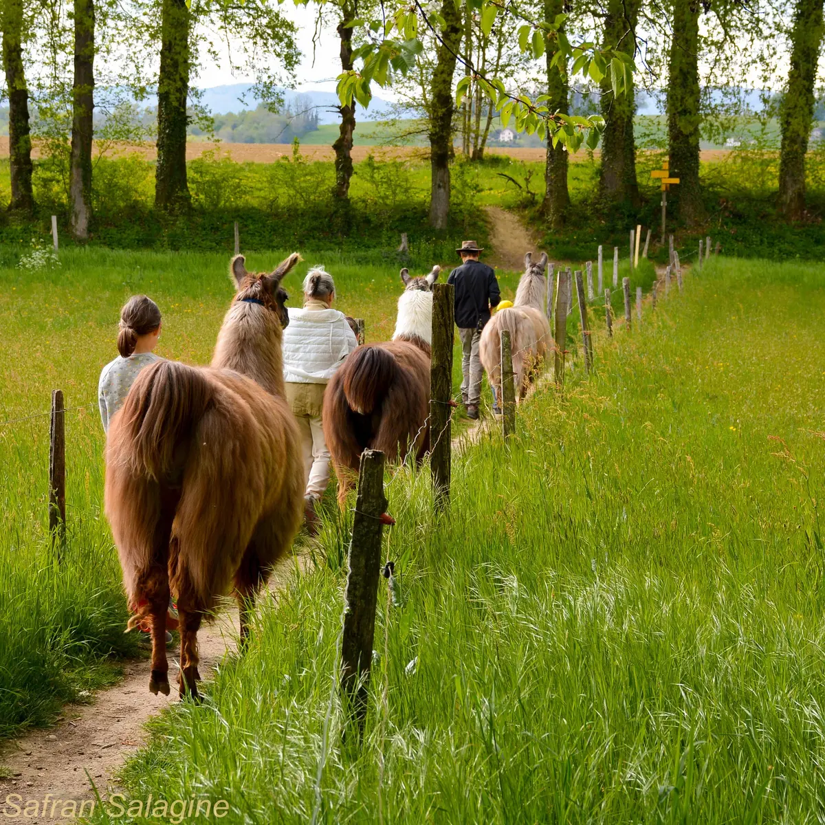 Balade avec les lamas