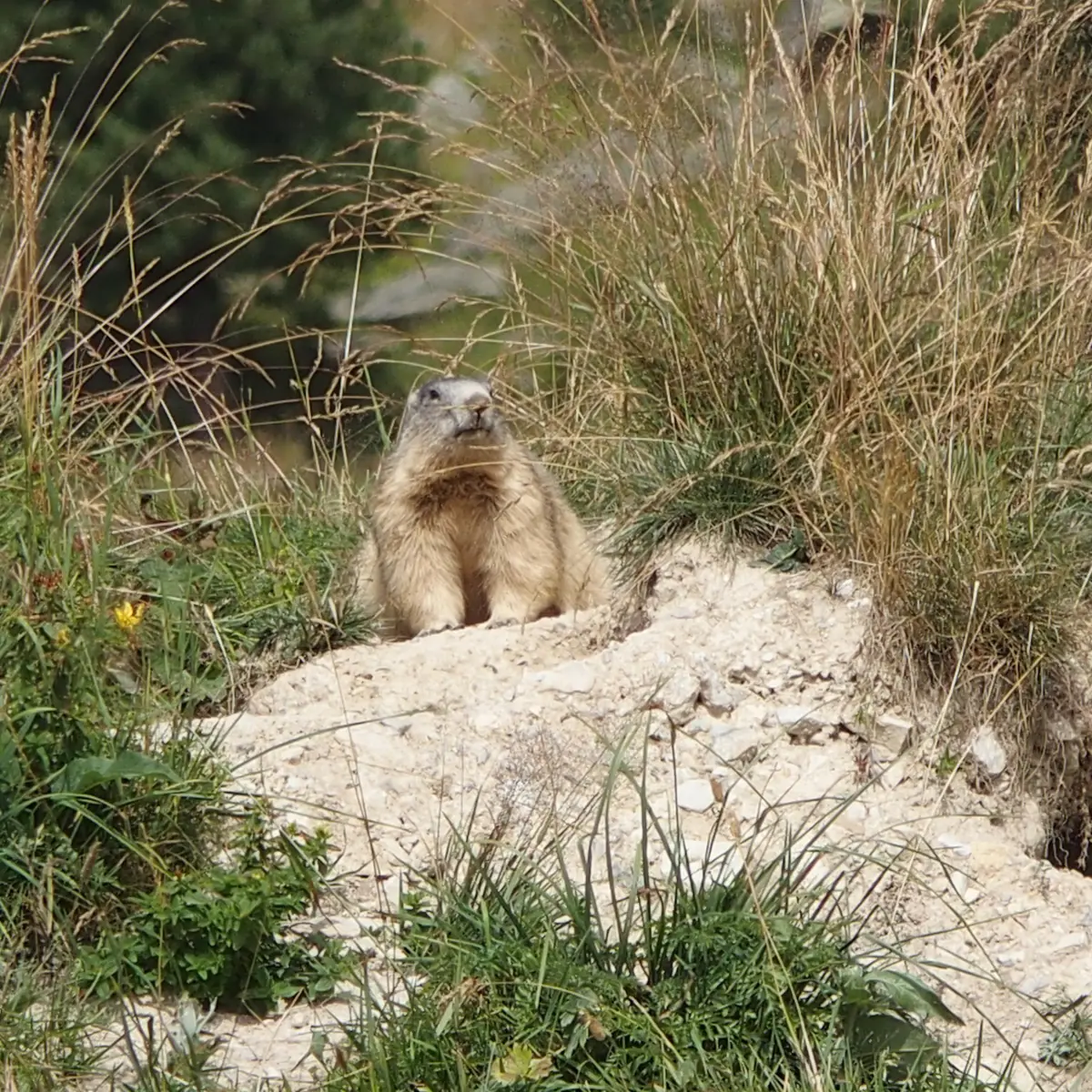 Marmotte à La Toussuire