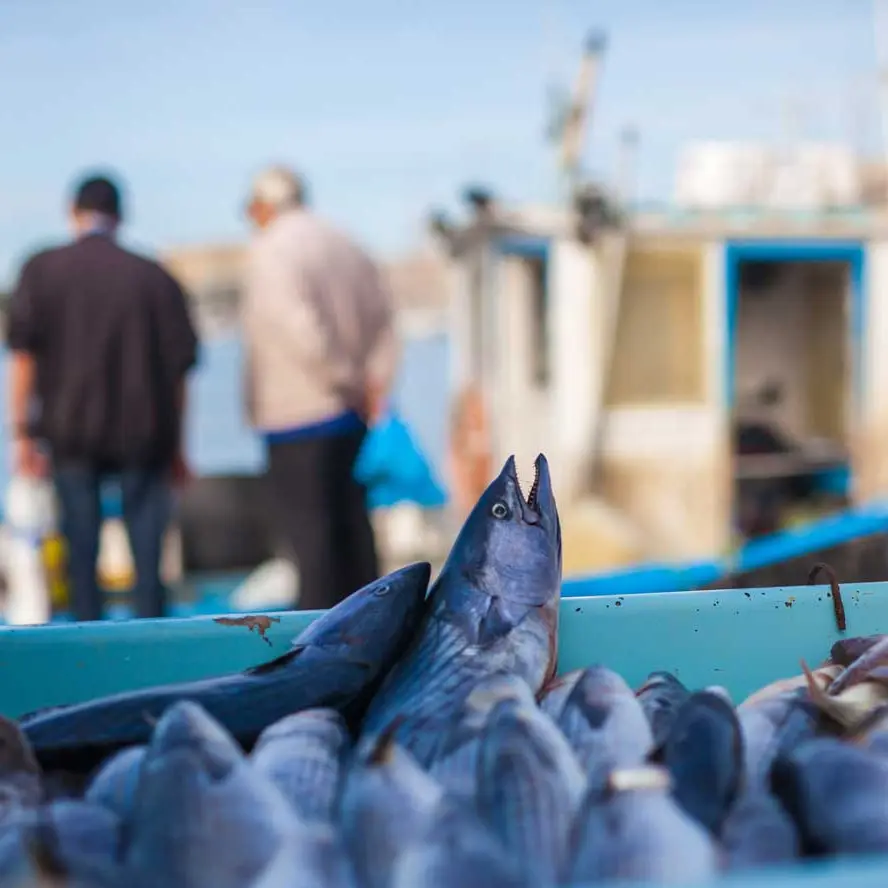 Etal des pêcheurs 2