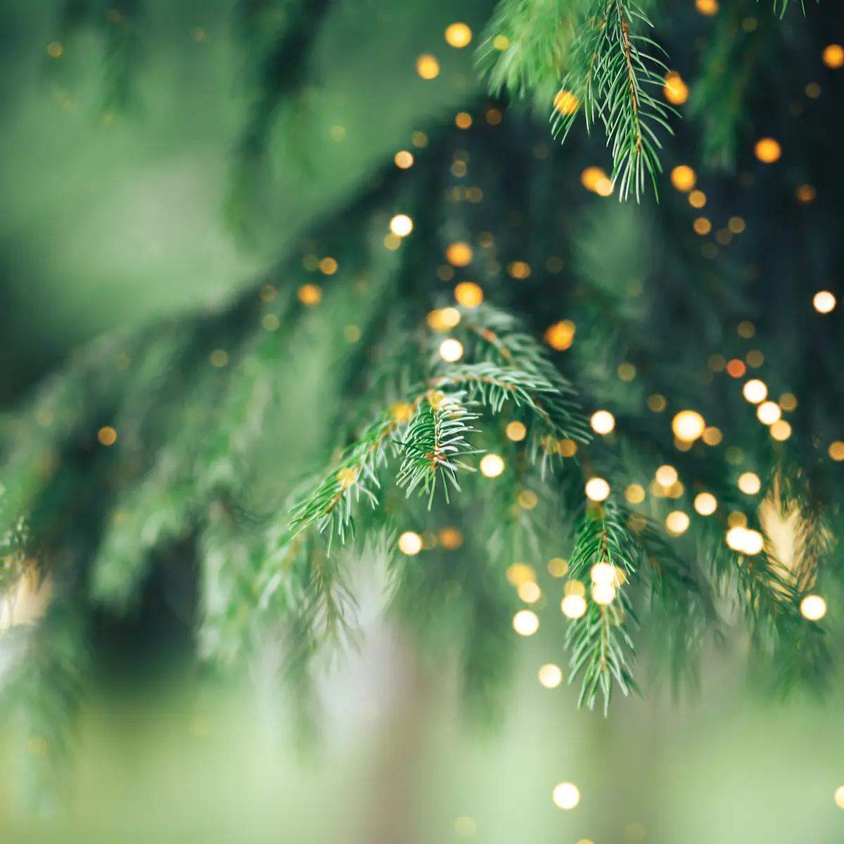 La veillée de noël : les traditions sacrées et gourmandes du Noël Provençal._Sainte-Maxime