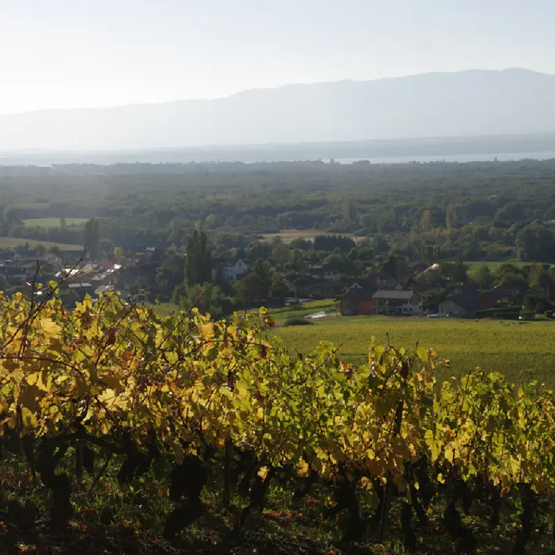 Exploitation - vigne