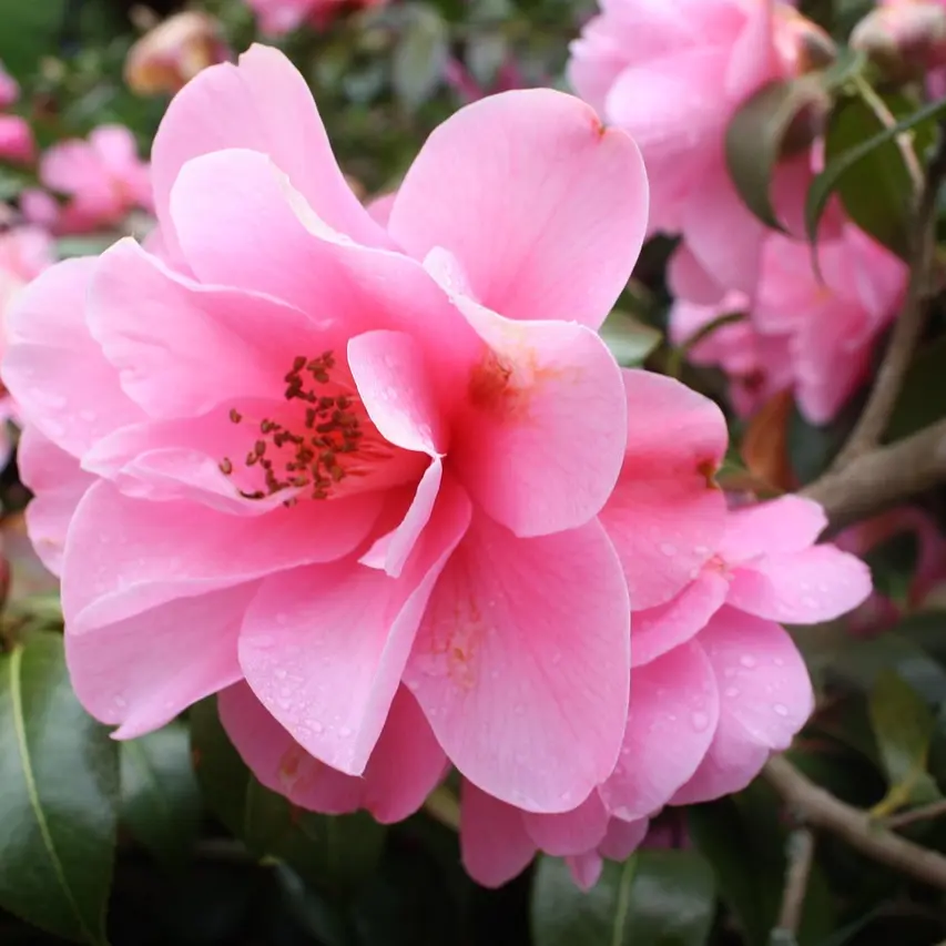 Ô Bon Plant_Solliès-Pont