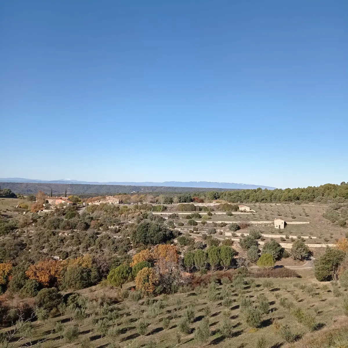 Oliveraie de Baudinard