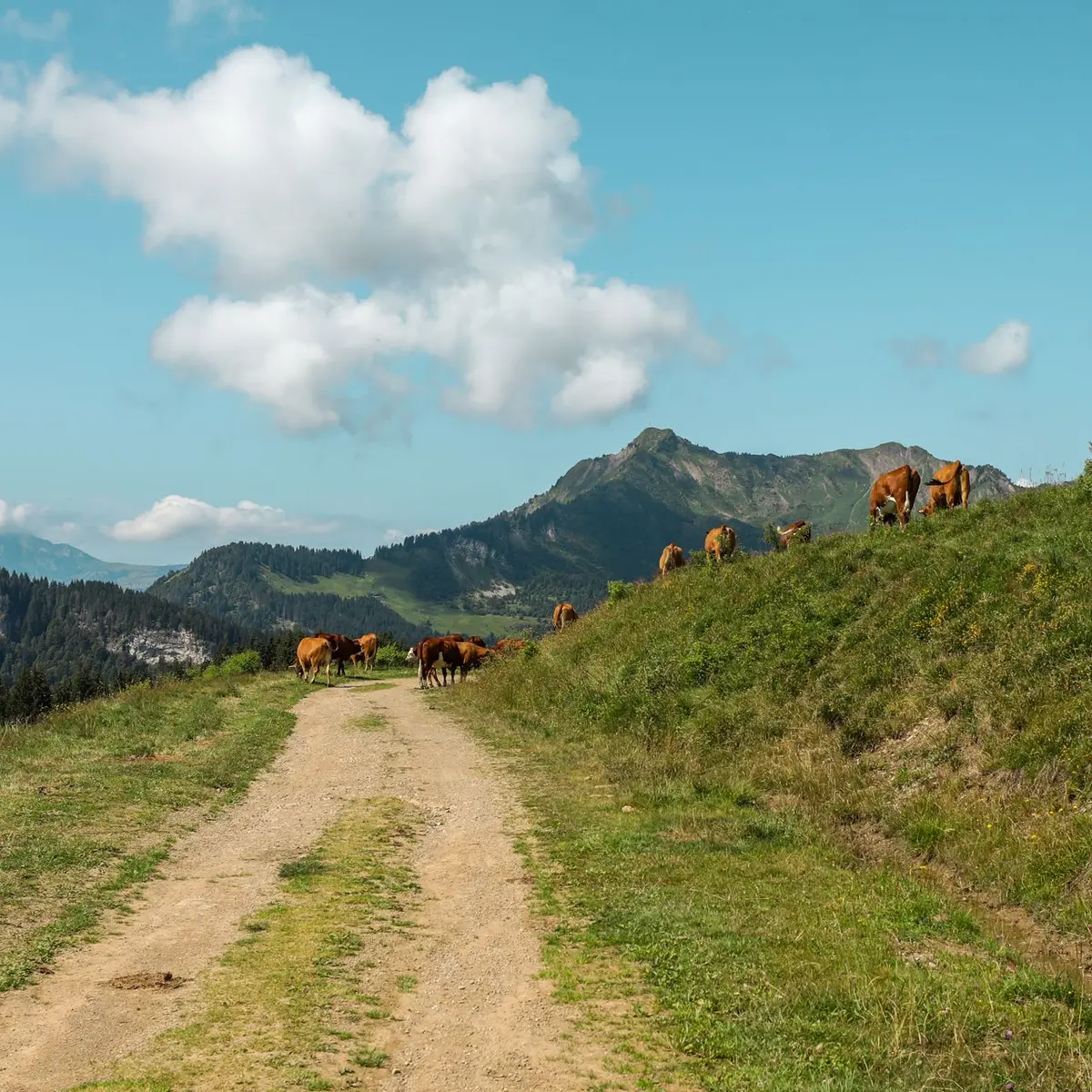 chemin pédestre