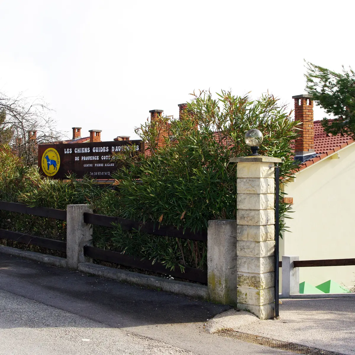 Chien guides d'aveugles