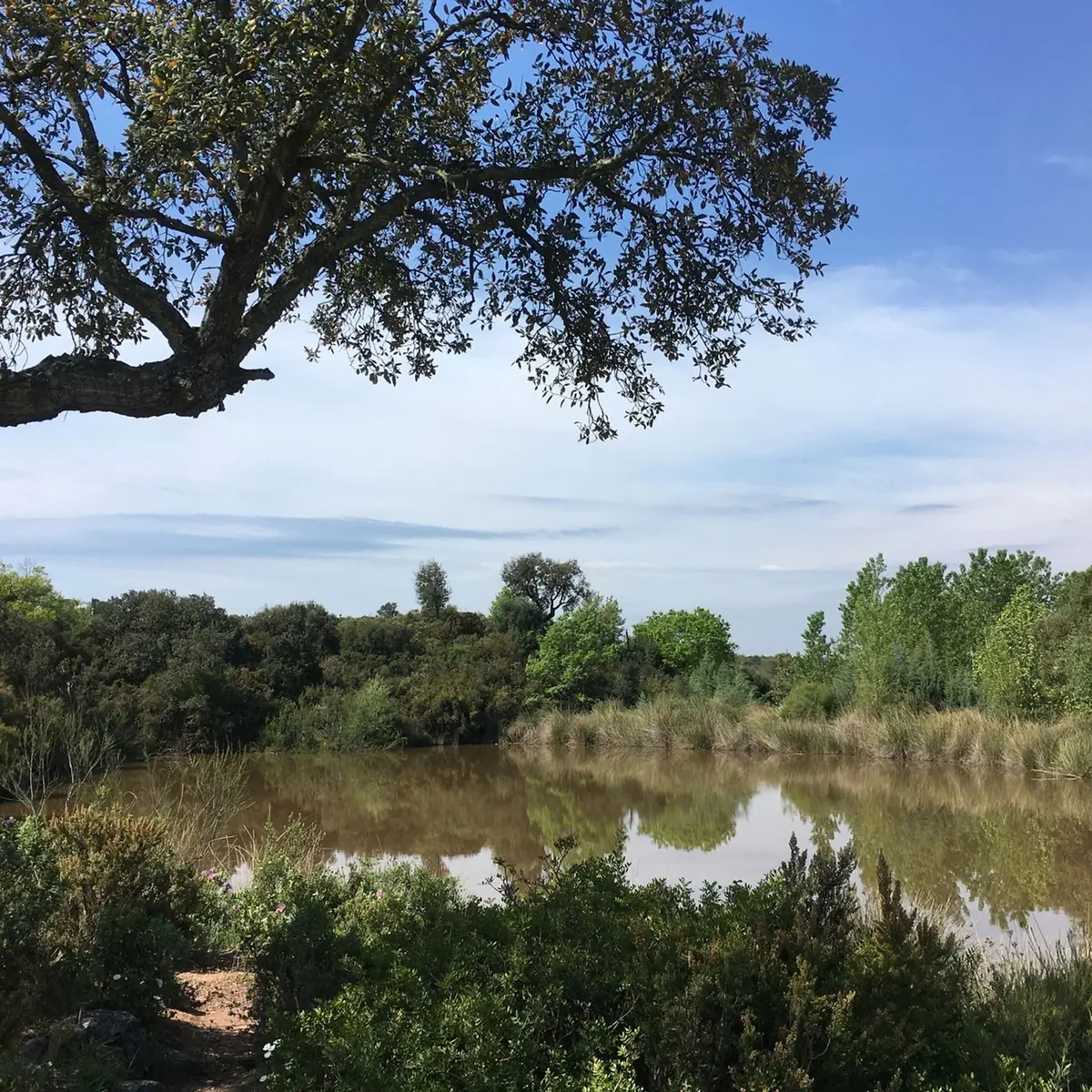 Vue sur l'étang et ses abords arborés