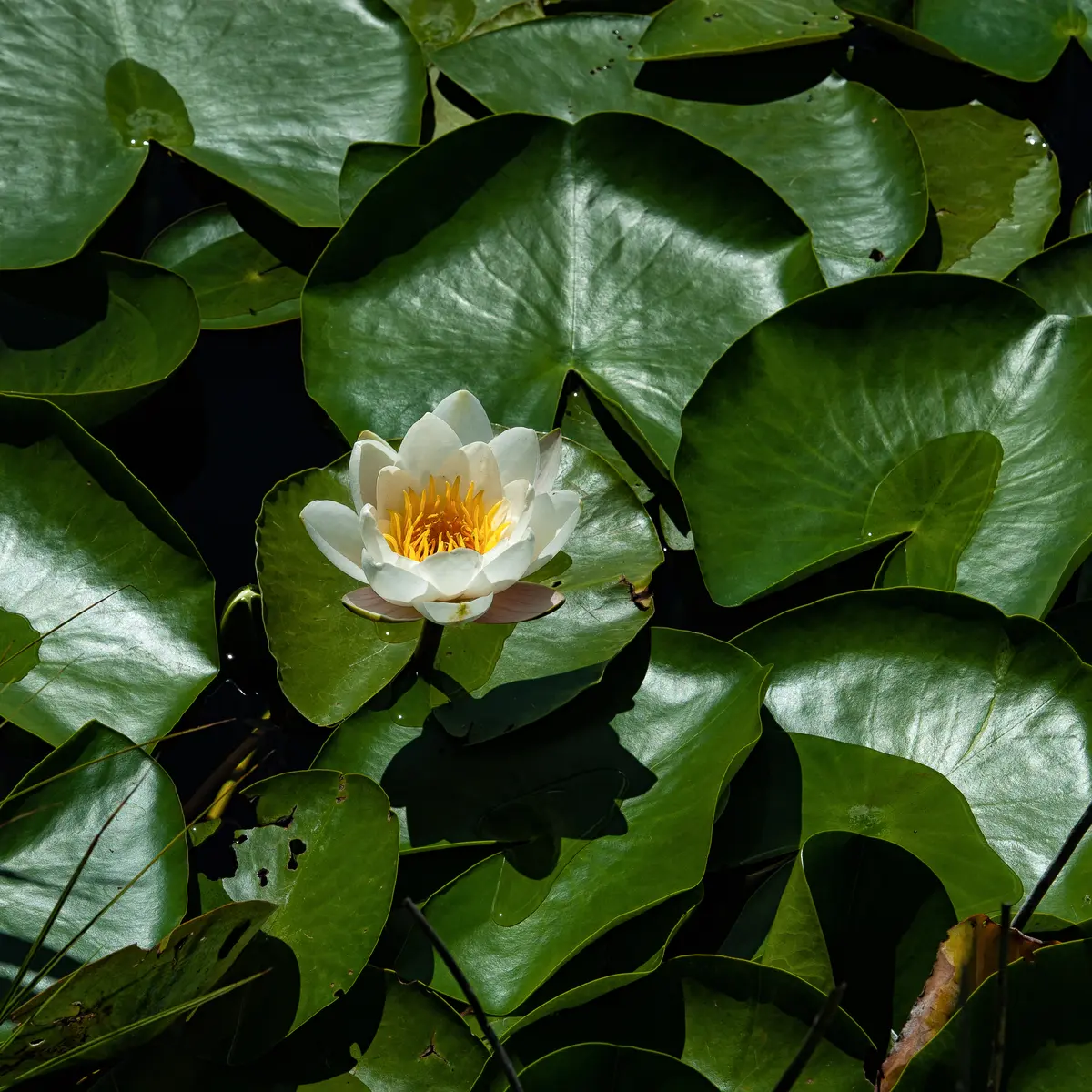 Nénuphar_Lac_st_léger_Montclar