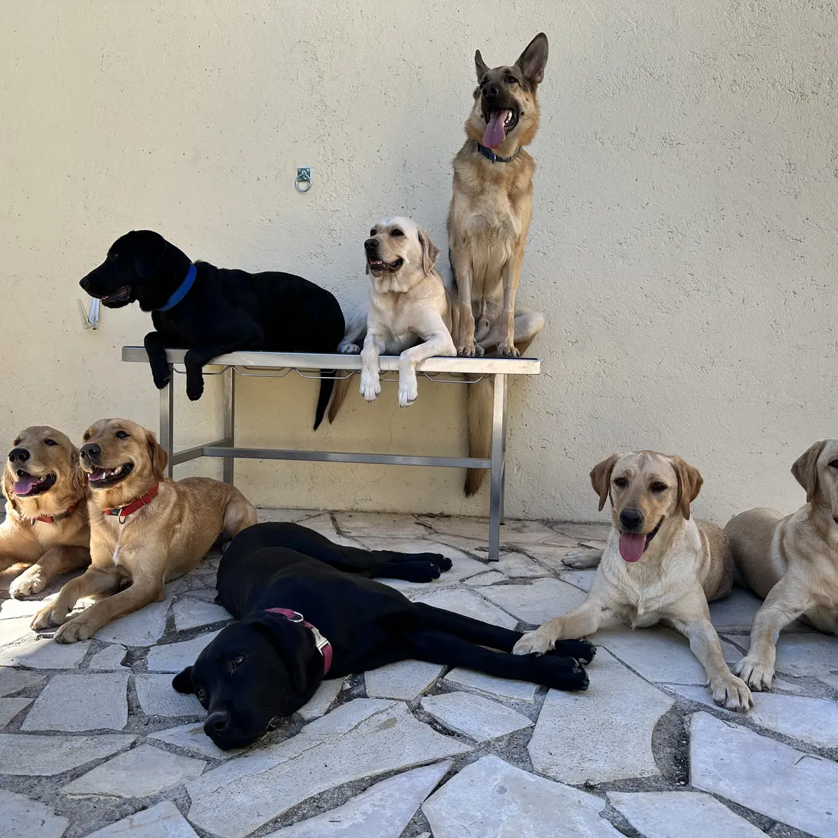 Groupe d'élèves chiens guides