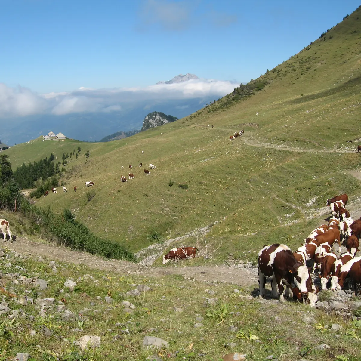 Randonnée pédestre : Aller-retour Aulp de Seythenex_Faverges-Seythenex