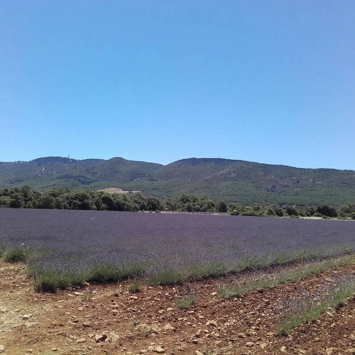 Lavandins et Grand Luberon