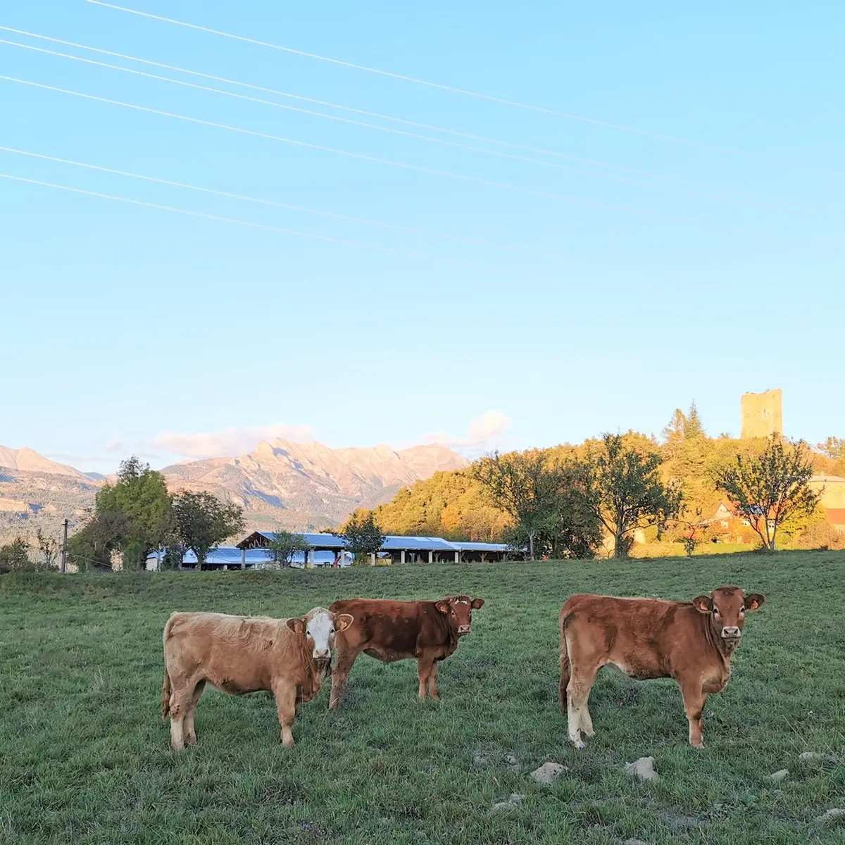 Ferme Ollivier