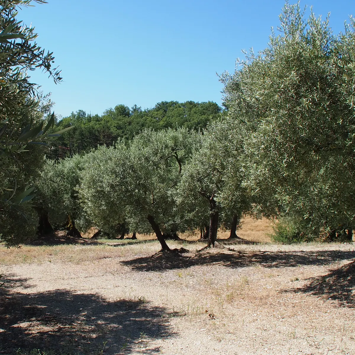 paysage - non contractuel