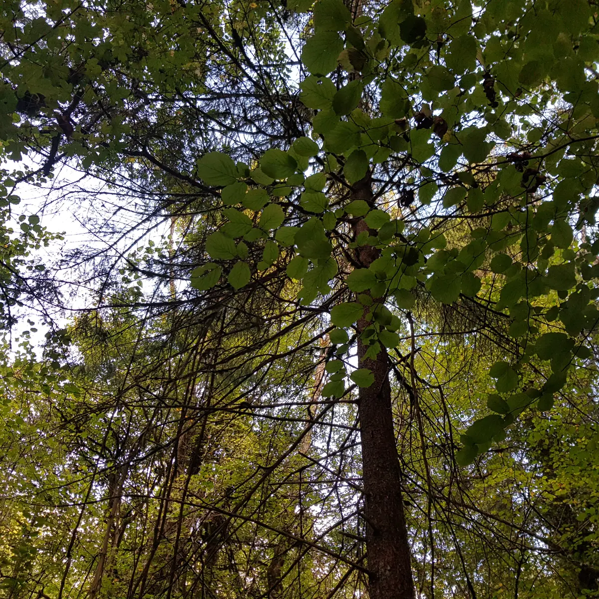 Balade nature_Giez