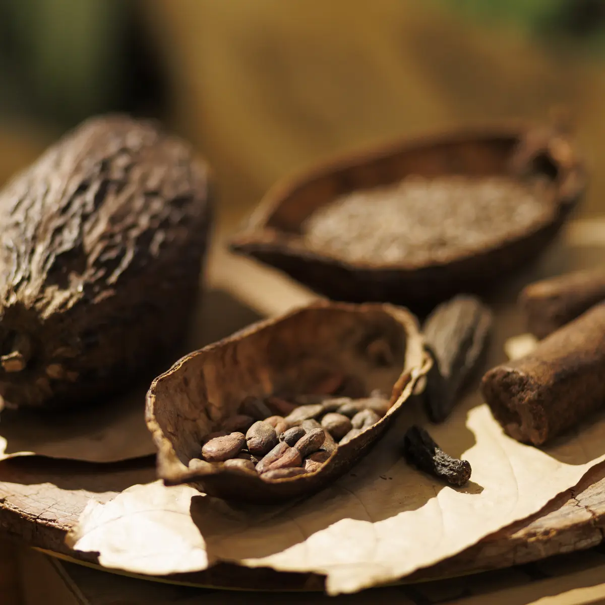 fève de cacao, cabosse