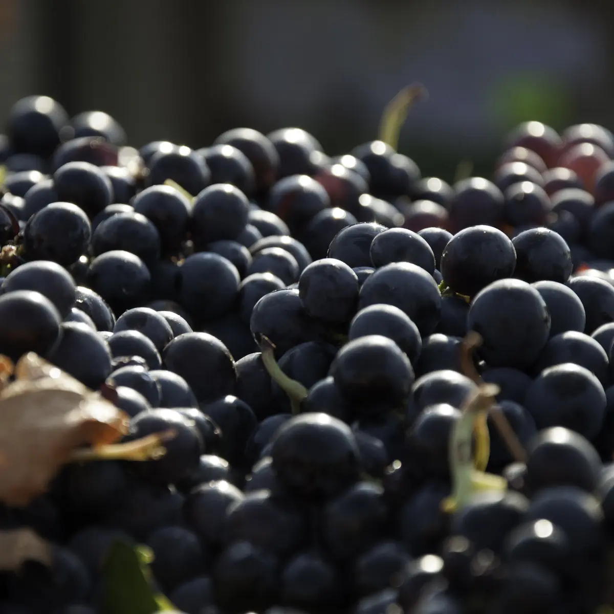 Château LA CASTILLE