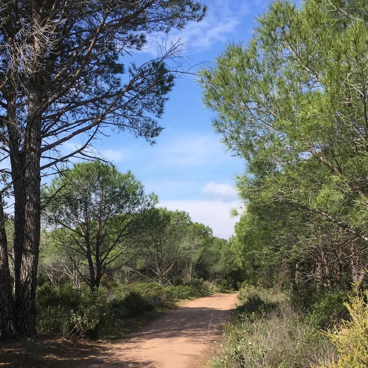 Sentier avec de la végétation aux abords et tout particulièrement des pins