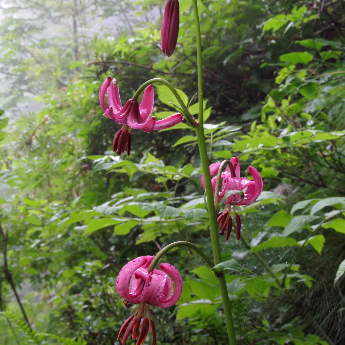 Combe des Roches_Lis martagon