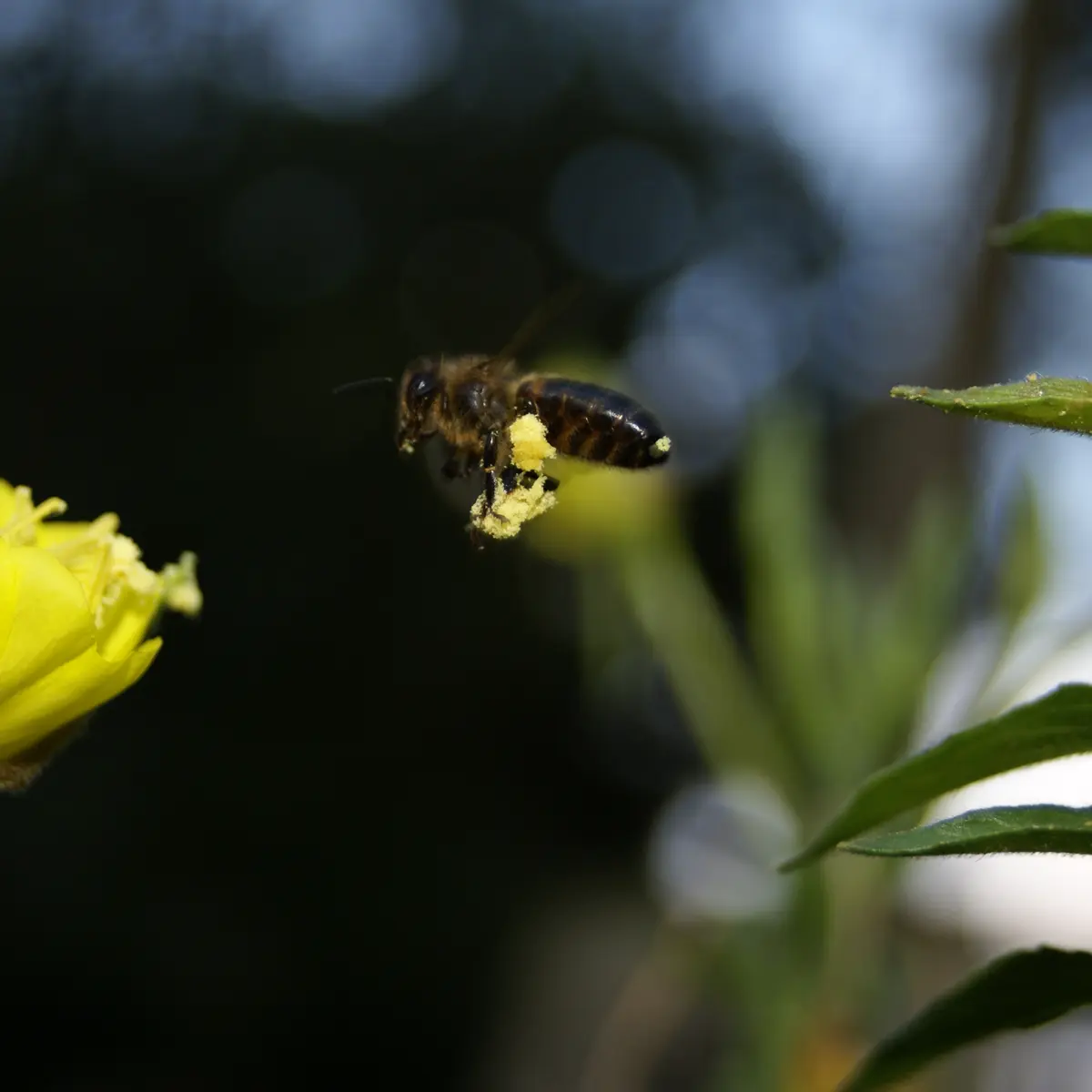 Abeille pollen