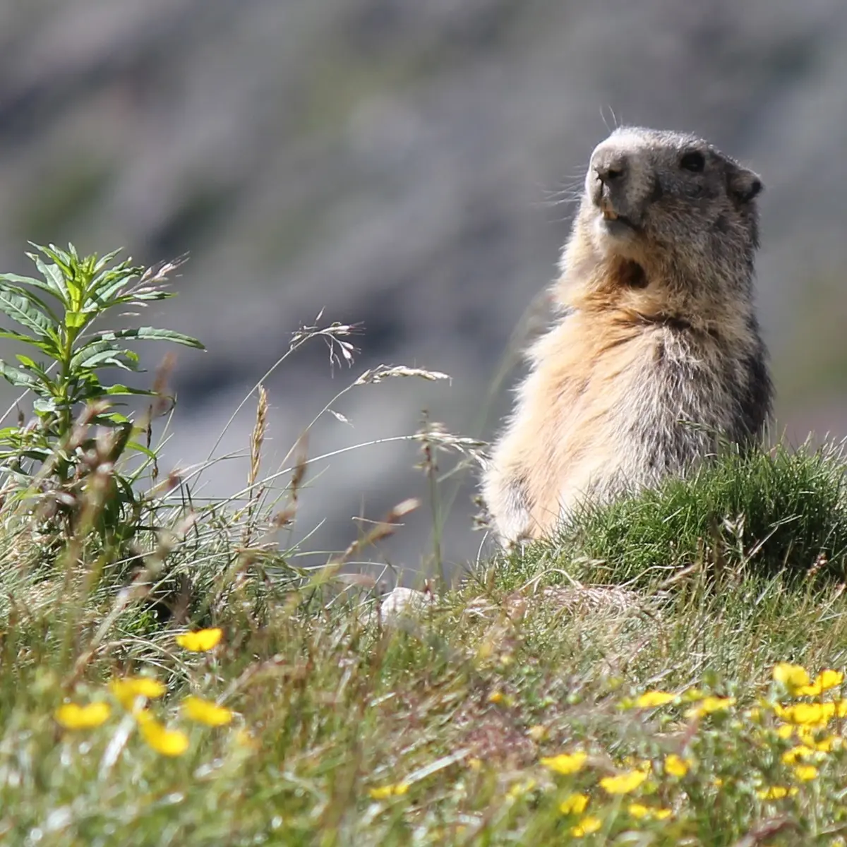Marmotte