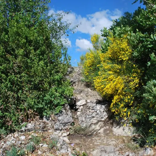 La Crête de Fontarache et sa végétation