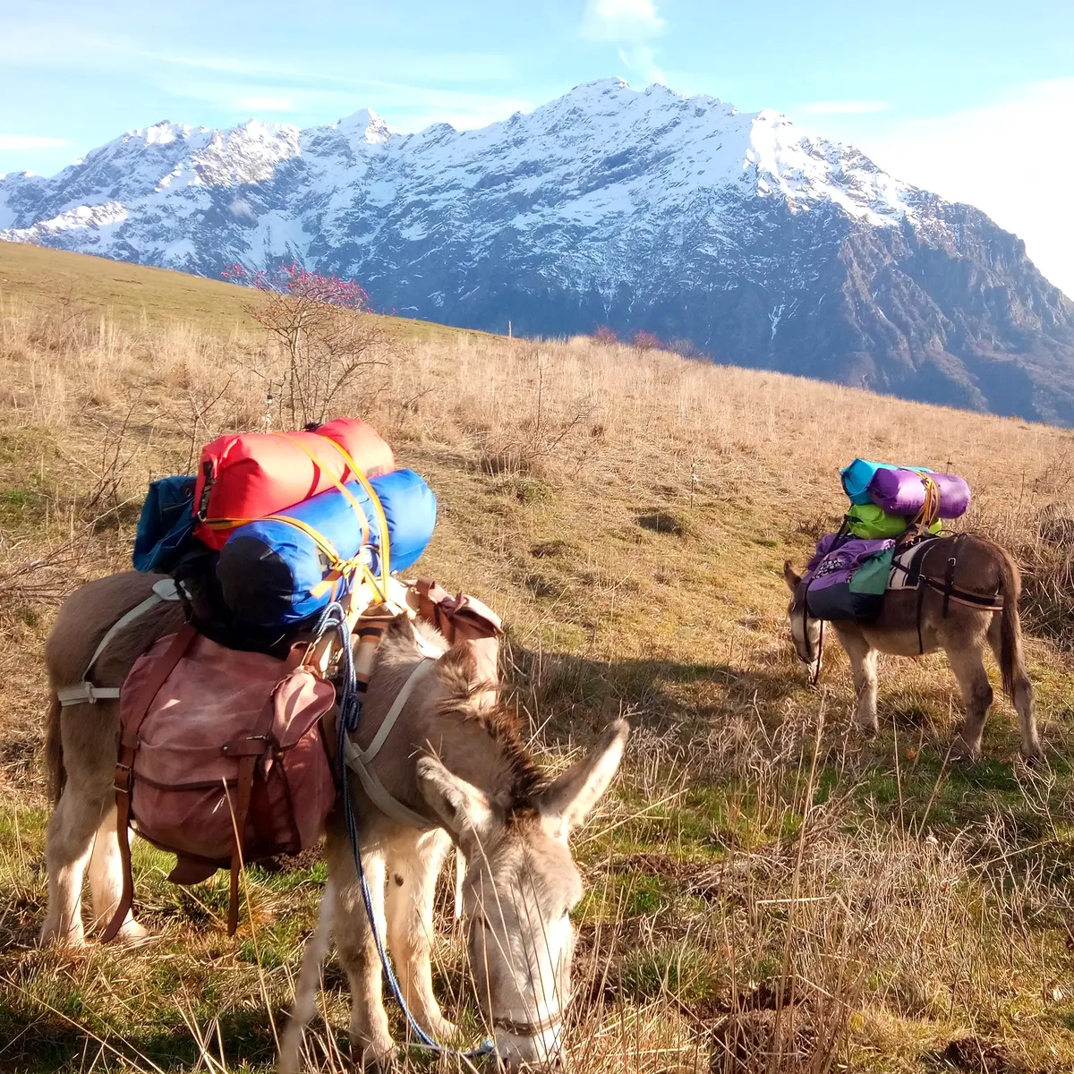 Sortie Nature Âne et Montagne en Famille, Alpes Cheval