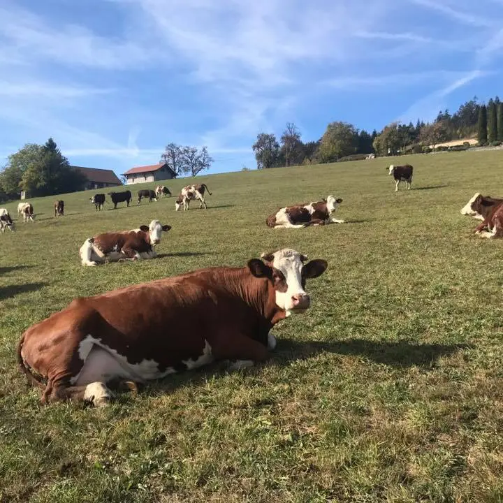 EARL Ferme du Jourdil_Bogève_CCVV_Massif des Brasses_74_Reblochon AOP