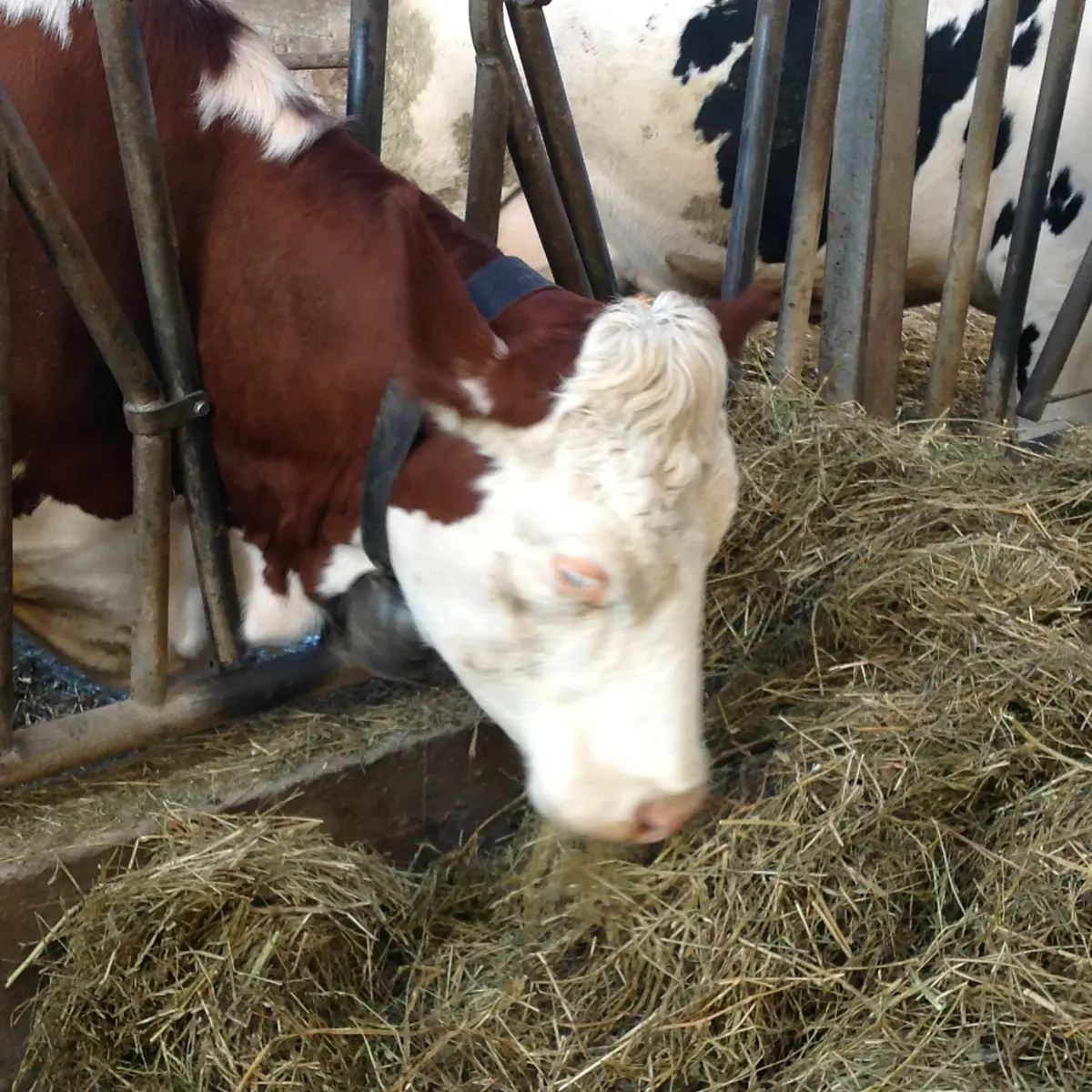 Ferme biologique M. et Mme Besson