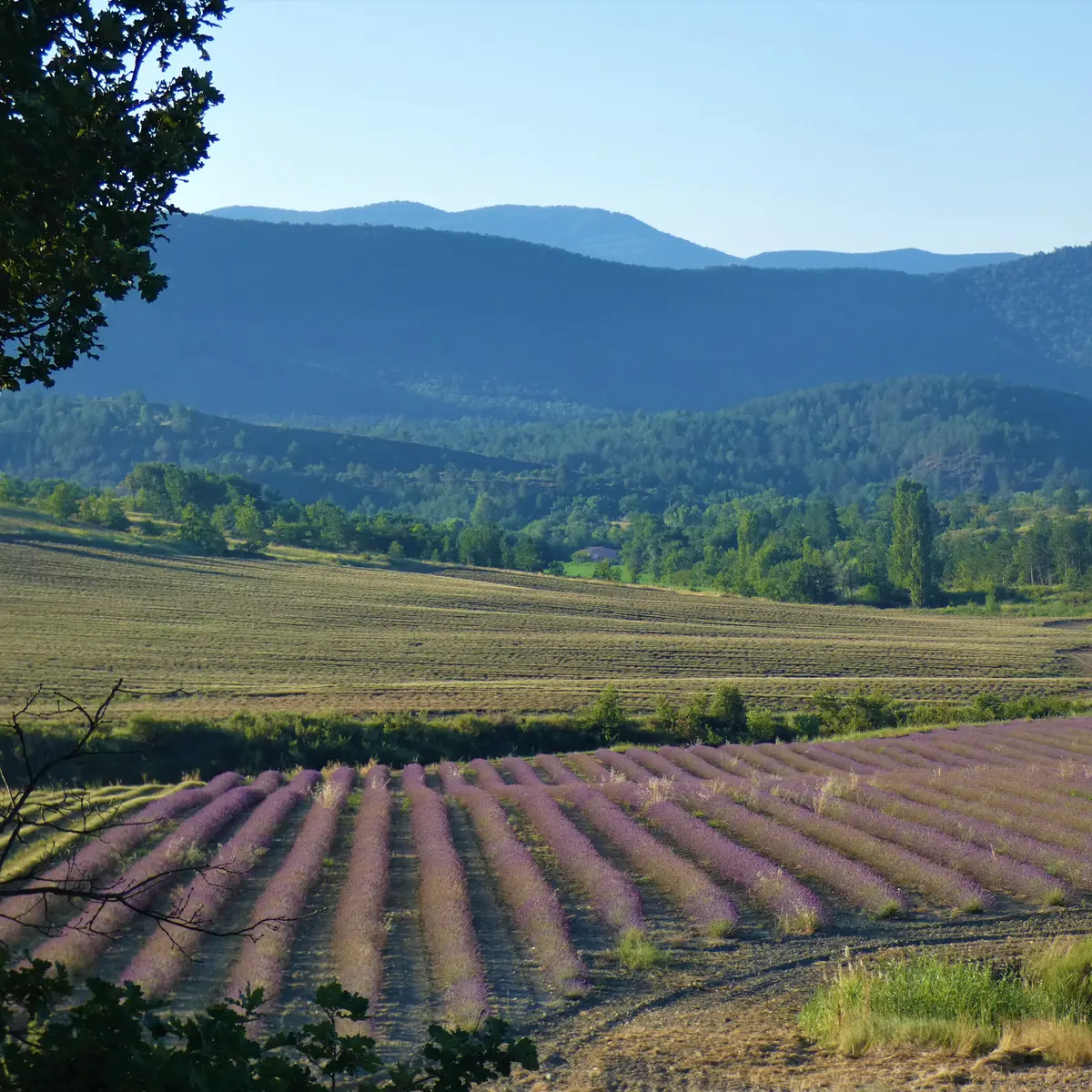 Champ de lavandes