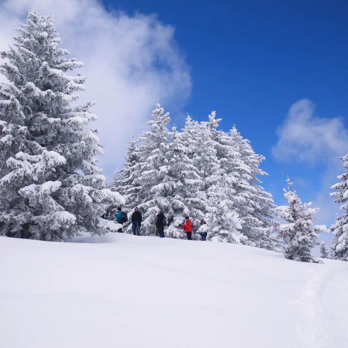 Balade à raquettes à Cordon
