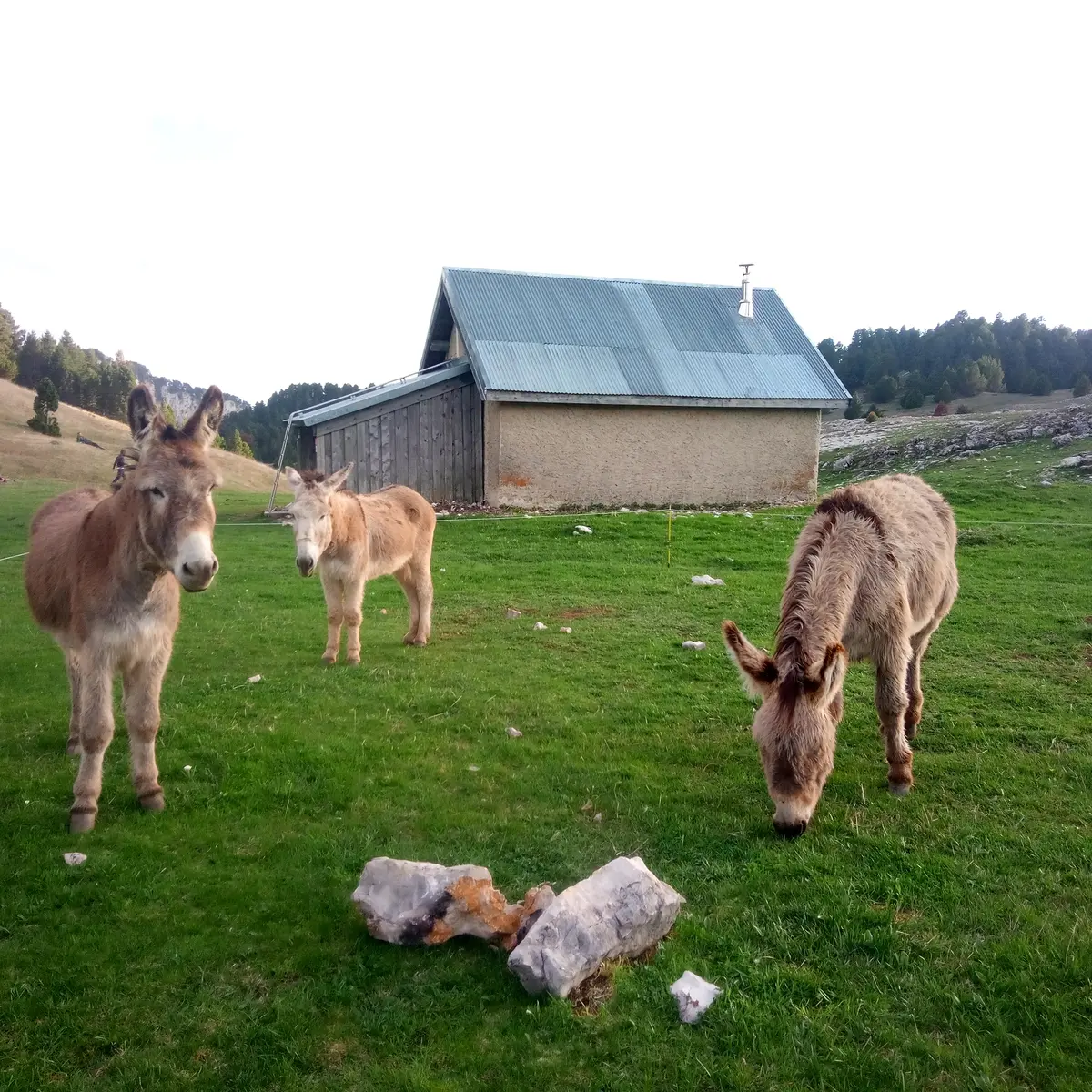 Sortie Nature Âne et Montagne en Famille, Alpes Cheval