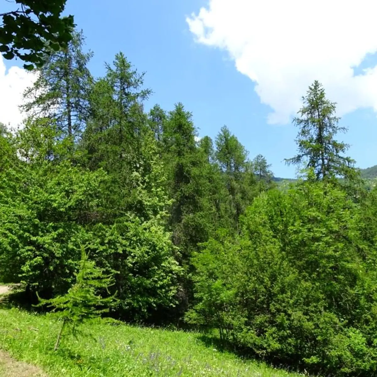 Sur le sentier de Monsieur Alfred